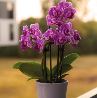 Nos orchidées