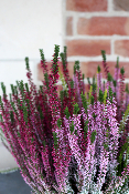 COUPE DE PLANTES - Bruyère "Calluna"