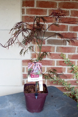 Erable du Japon - Acer Palmatum 'Dissectum Garnet'