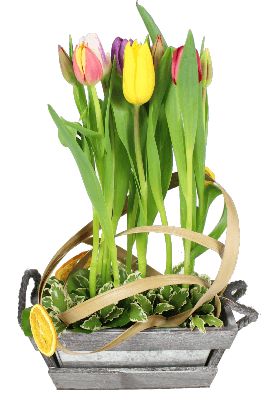COMPOSITION DE TULIPES VARIÉES SANTAIN