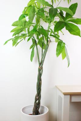 PLANTE D'INTÉRIEUR - Pachira