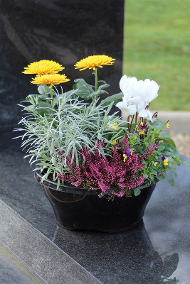 MOUNTAIN - Coupe de fleurs