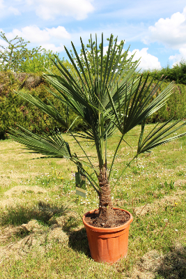 Palmier de Chine (Trachycarpus Fortunei)