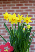 PLANTE D'EXTÉRIEUR - Panier de Narcisses