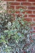 PLANTE D'EXTERIEUR - Pittosporum Variegatum