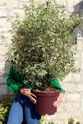 PLANTE D'EXTERIEUR - Pittosporum Variegatum