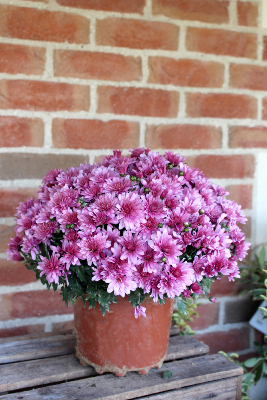 PLANTE D'EXTÉRIEUR - Pomponette en pot Ø 17cm