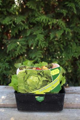 LÉGUME À PLANTER - Salade - Appia/Batavia/Laitue