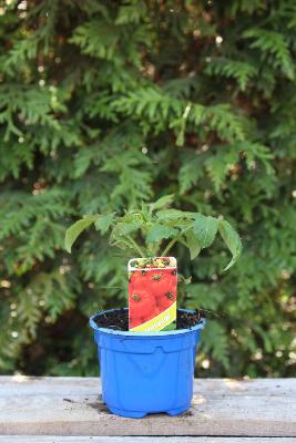 LÉGUME À PLANTER - Tomate Marmande