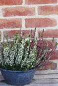 COUPE DE PLANTES - Bruyère "Calluna"