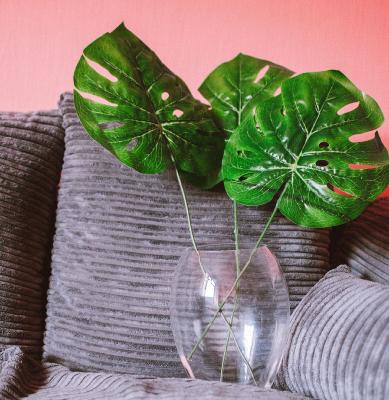 Nos plantes d'intrieur