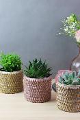 PLANTE GRASSE - Trio de plantes grasses