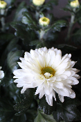 PLANTE D'EXTÉRIEUR - Chrysanthème 8-9 têtes