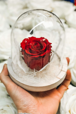 Rose éternelle sous cloche Saint-Valentin - La Fontaine Fleurie