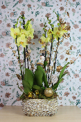 NOËL - Composition d'orchidées panier doré