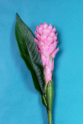 FLEUR ÉTERNELLE - Alpinia