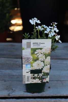 PLANTE VIVACE - Ibéris 'Snowflake'