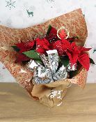 PLANTE D’INTÉRIEUR - Poinsettia, étoile de Noël