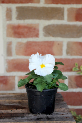 PLANTE D'EXTÉRIEUR - Pensée en pot