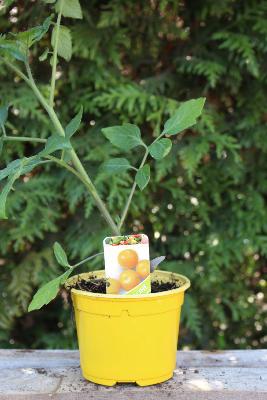 LÉGUME À PLANTER - Tomate Cerise Jaune