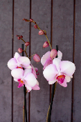Fête des Mères - Orchidée décorée Maman Merveilleuse rose