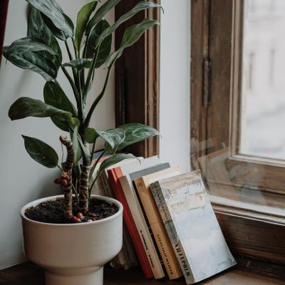 Nos plantes vertes d'intérieur