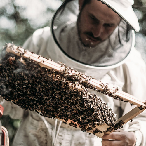 Les Ruchers de Geromesnil : du miel de l'Oise 100% naturel