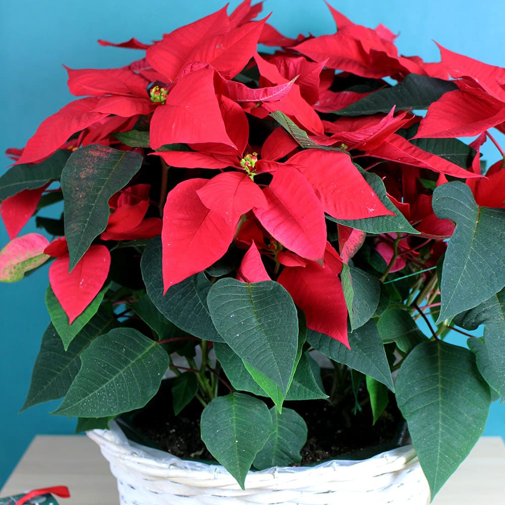 Poinsettia