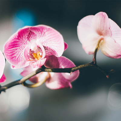 Trois conseils pour entretenir son orchidée