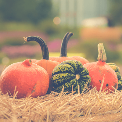 Trois conseils pour bien débuter son potager